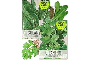 Seed Needs Coriander Seeds for Planting Culantro & Cilantro - Non-GMO Heirloom & Untreated Herb Seed to Plant an Indoor/Outdoor Culinary Medicinal Garden (Collection of 2 Packets)
