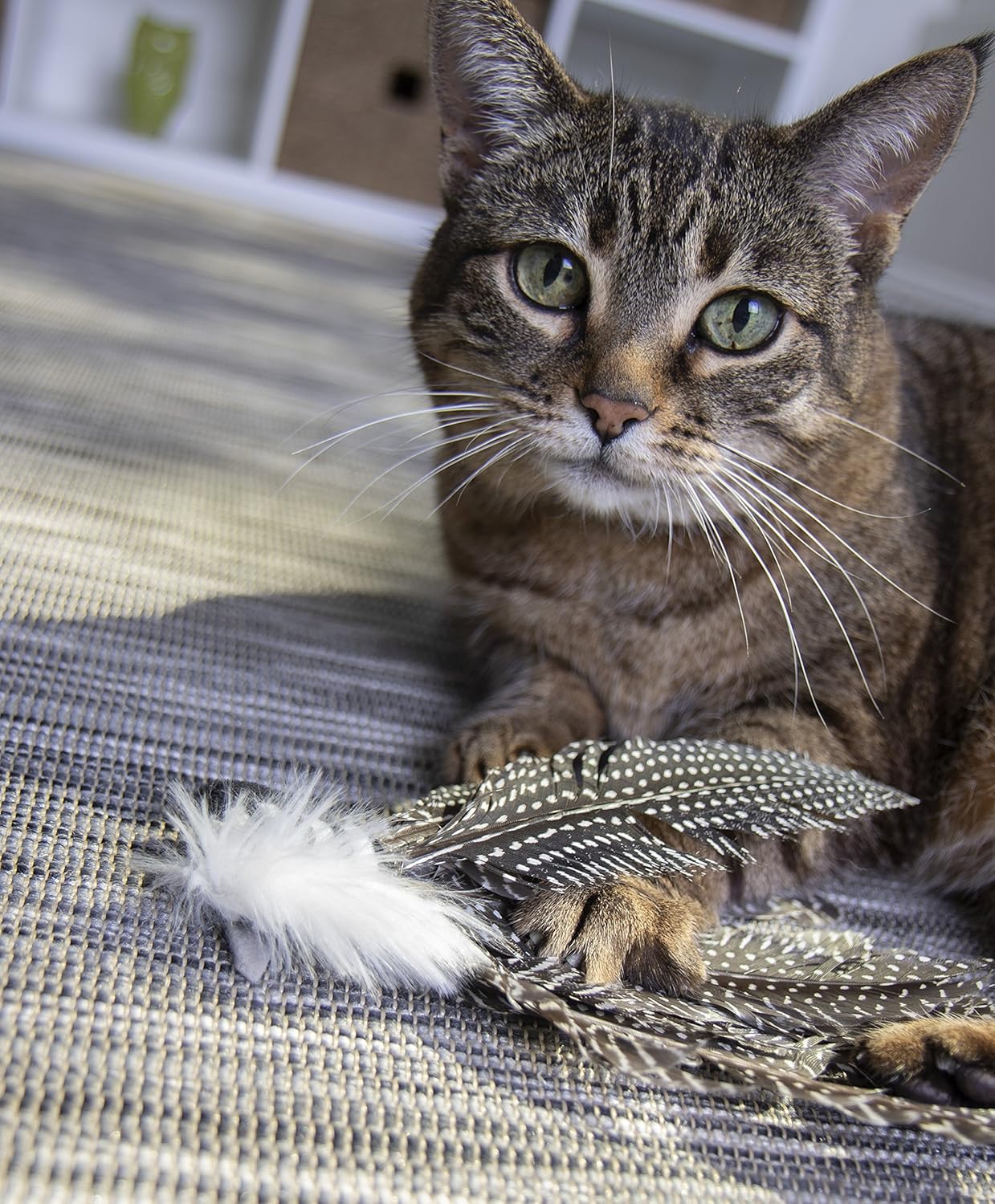 Petlinks HyperNip Catnip Cat Toys : Pet Supplies
