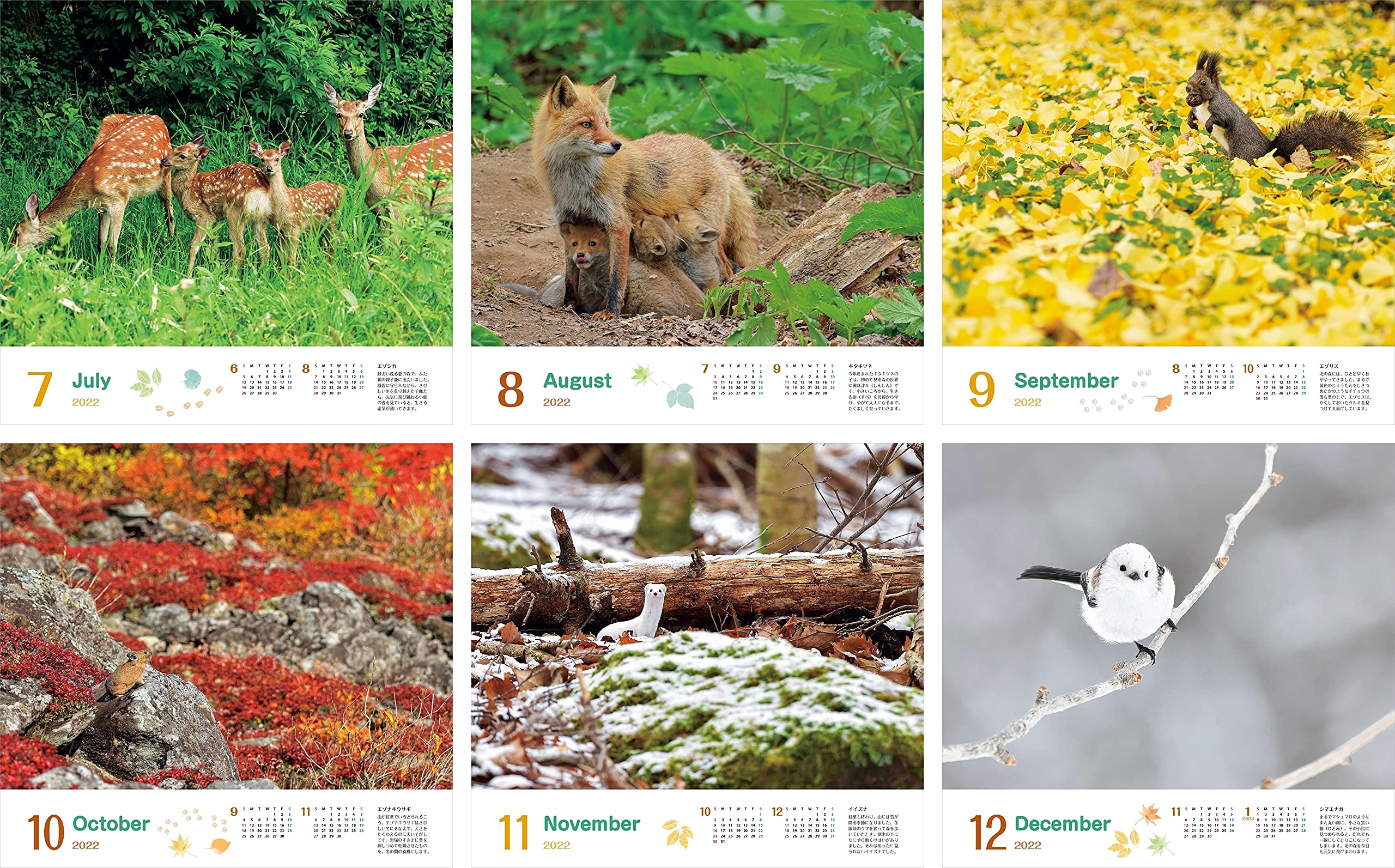 カレンダー22 太田達也セレクション 森の動物たち Tiny Story In The Forests 月めくり 壁掛け ヤマケイ カレンダー22 太田 達也 本 通販 Amazon