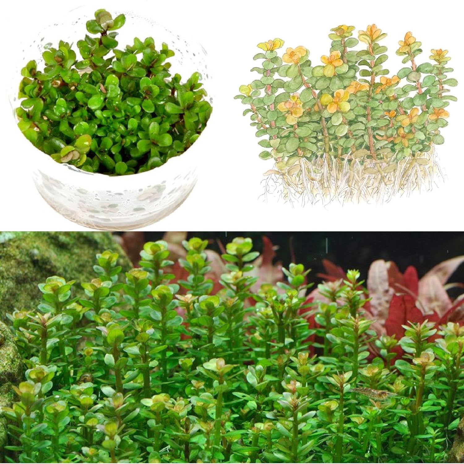 Garden Outdoors Aquatic Plants Tropica Rotala Bonsai 1 2 Grow