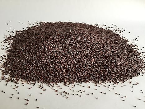 Bio Brokkoli Keimsaat - Brokkolisamen für die Zucht von Brokkolisprossen - der natürliche Energiespender - lecker in Salaten 