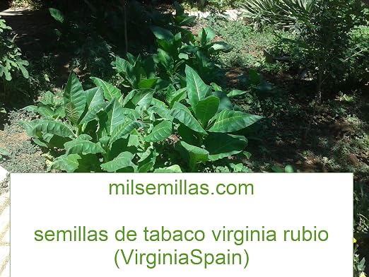 Semillas de tabaco Virginia rubio 500 semillas Nicotiana tabacum ...
