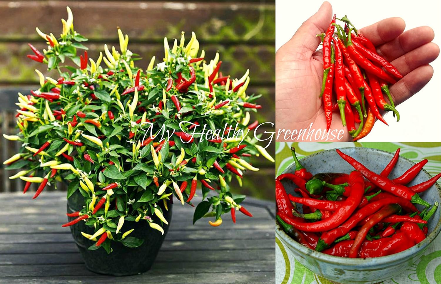 SEEDS – Dwarf Red Hot Chili Pepper “Bird’s Eye Demon” Thai Chili