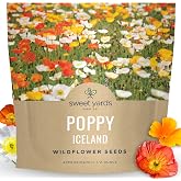 Poppy - Iceland - Large 1/2 Ounce Packet - 75,000 Flower Seeds for Planting - Papaver nudicaule