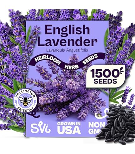planting money plant seeds Money Plant Seeds  Silver Dollar Plant  SurvivalGardenSeeds