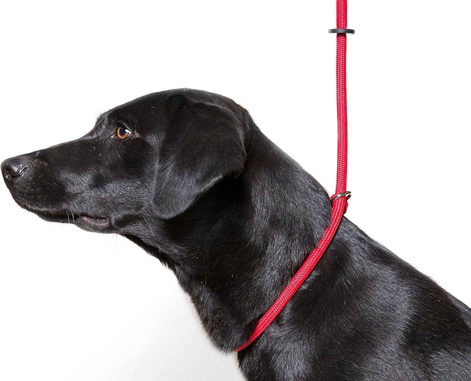 Dog & Field Deluxe Gundog Slip Lead, Red. Super Soft Braided Nylon Slip Lead for Dogs With Rubber Stopper Easy To Slip On - Image 4