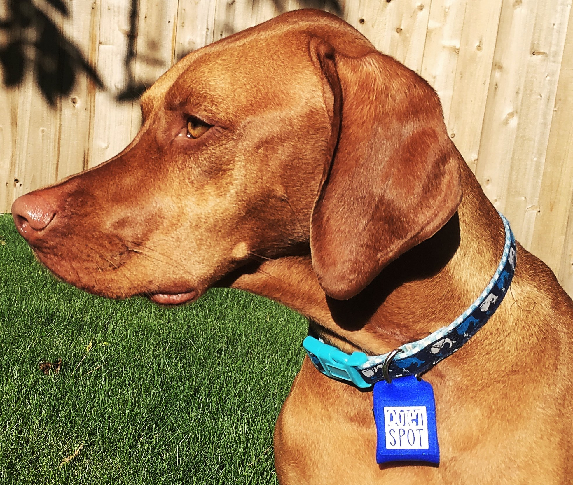 Quiet Spot Pet Tag Silencer (Black) 690716020050 eBay