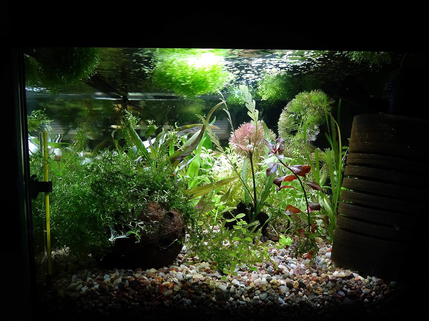 aquacadabra aquarium