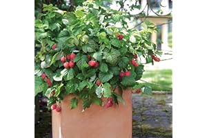 GSB GARDEN STATE BULB Bushel and Berry Raspberry Shortcake Raspberry, Bare Root, Non-GMO, Spring Planting (Bag of 2)