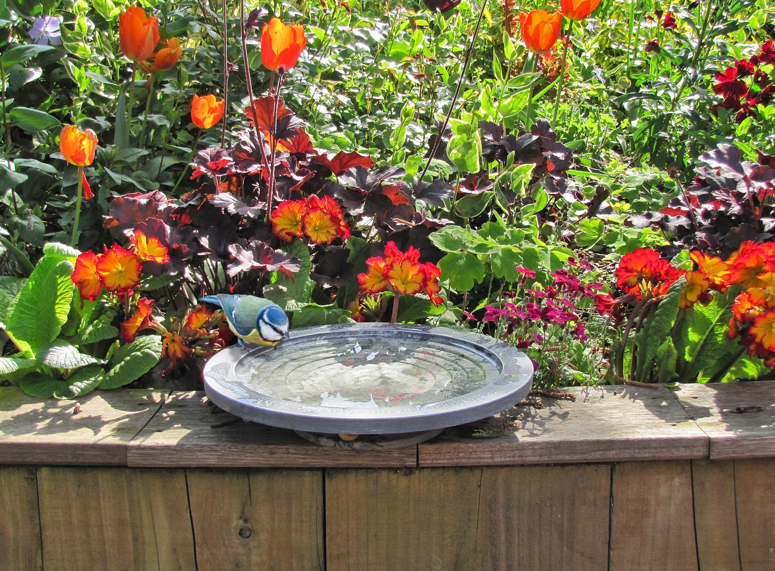 Wildlife World Aristotle Oasis Small Bird Bath & Drinker