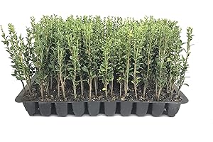 FLORIDA FOLIAGE Sky Pencil Japanese Holly - 10 Live Plants - Ilex Crenata - Formal Low Maintenance Evergreen