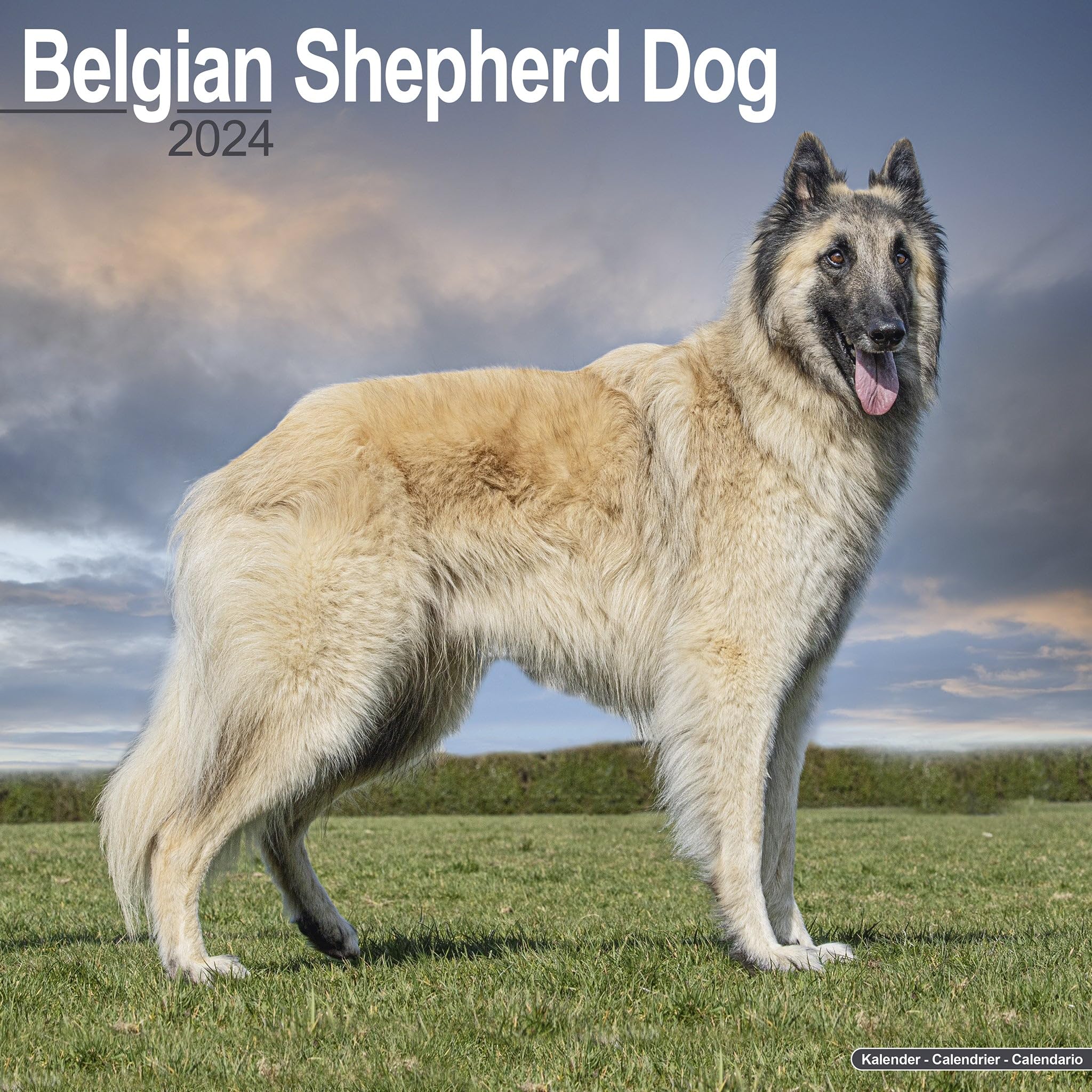 Belgian Shepherd Dog Calendar 2024 | Square Dog Breed Wall Calendar - 16 Month