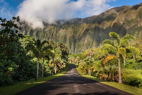 Amazon Com Road Leading To Ho Omaluhia Botanical Garden Kaneohe Oahu Hawaii Print Picture Photo Photograph Fine Art Handmade