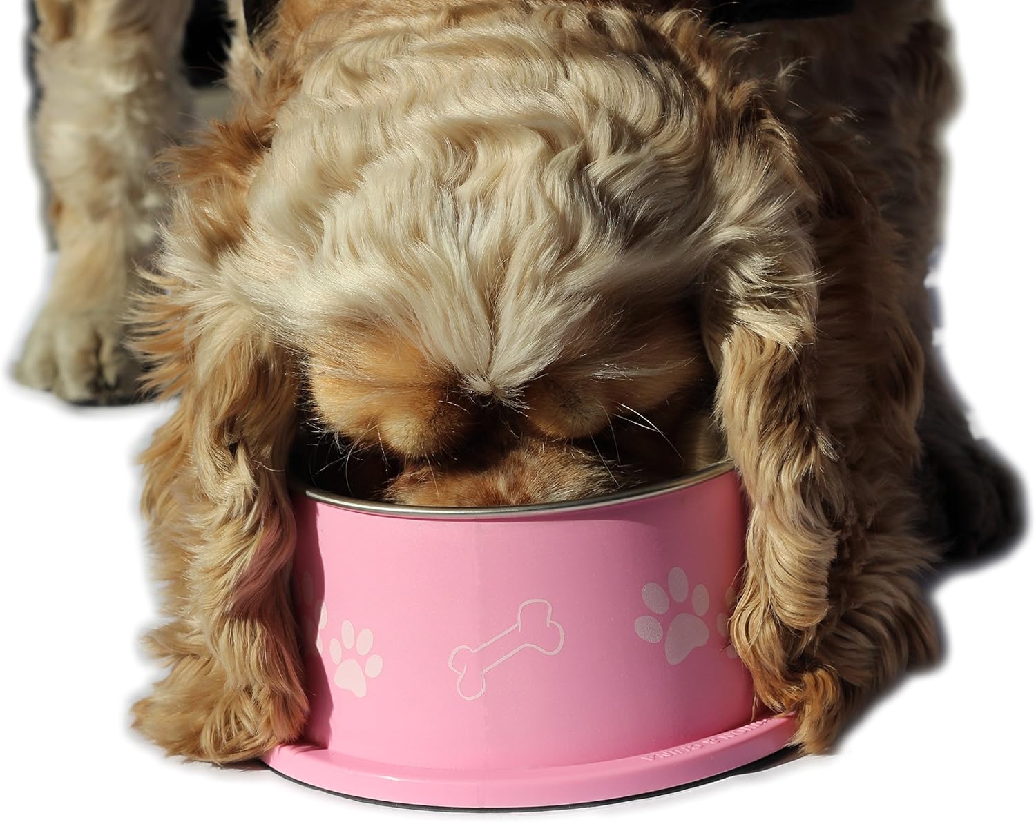 no ears in here dog bowl
