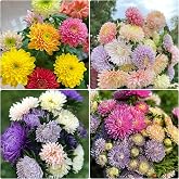 1000+ Callistephus Flower Chrysanthemum Seeds for Planting, Mixed Color Perennial Aster Flower Seed, Heirloom Non-GMO Beautiful Aster Flower Seeds for Bonsai Decoration, Home Garden