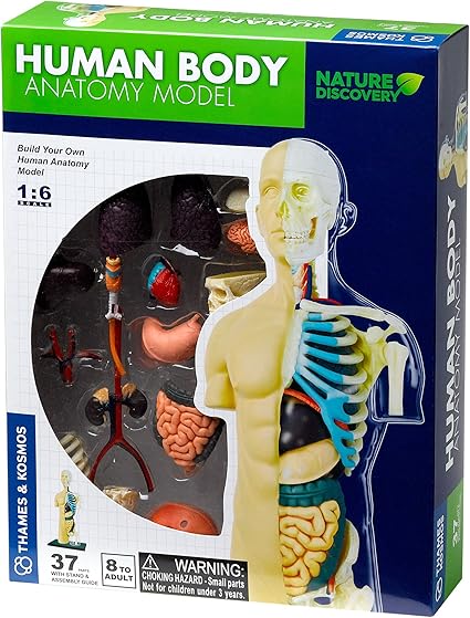 human body anatomy model toy
