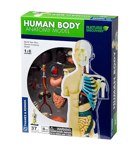 Menschlichen Körper Anatomie Modell