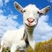 Crazy Goat