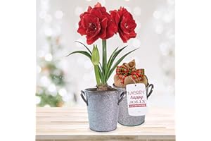 GSB GARDEN STATE BULB Garden State Bulb Red Double Amaryllis Bulb Holiday Gift Kit, 26/28cm (Zinc Planter)