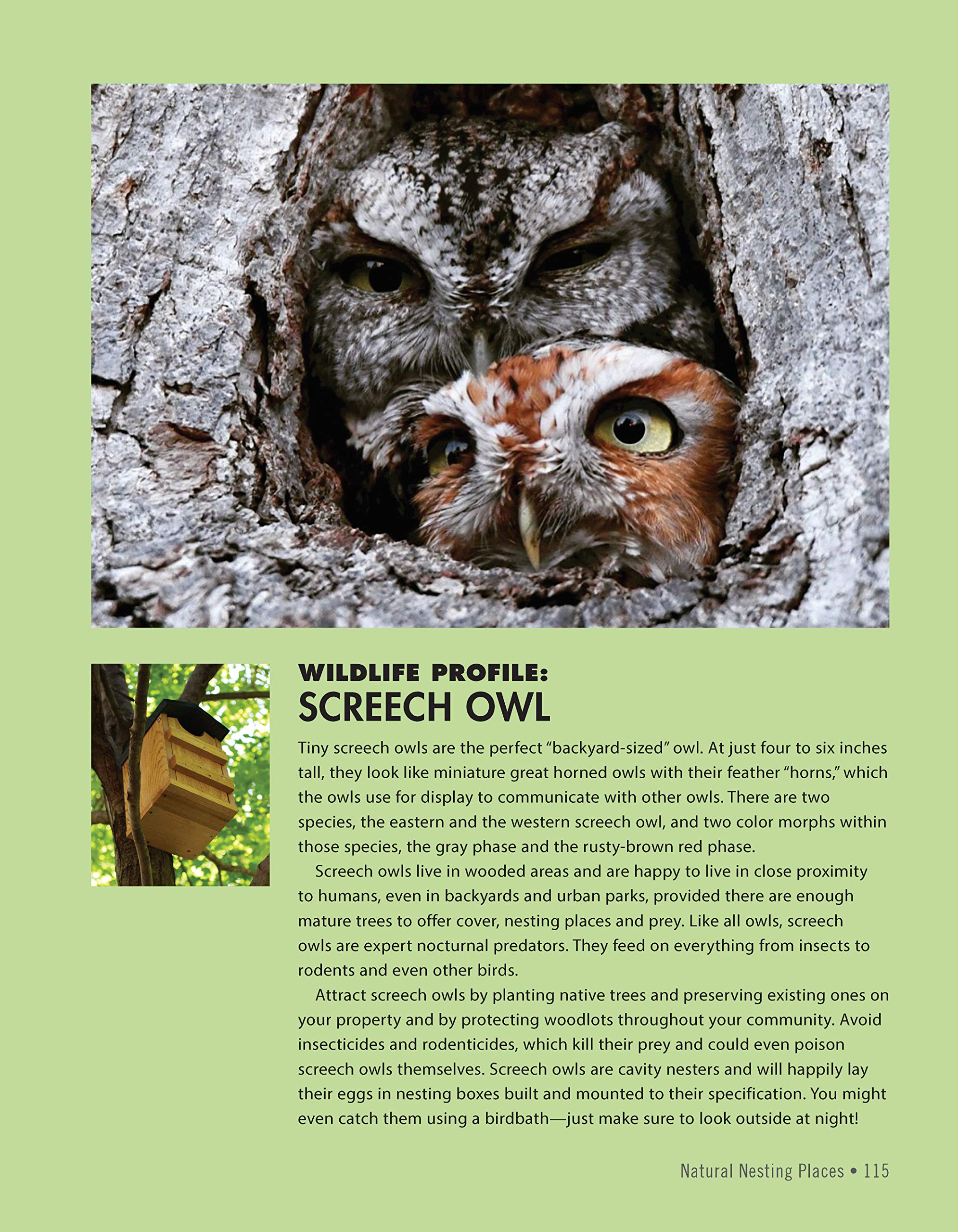 National Wildlife Federation(R): Attracting Birds, Butterflies, and Other Backyard Wildlife, Expanded Second Edition (Creative Homeowner) 17 Projects & Step-by-Step Instructions to Give Back to Nature National Wildlife Federation(R): Attracting Birds, Butterflies, and Other Backyard Wildlife, Expanded Second Edition (Creative Homeowner) 17 Projects & Step-by-Step Instructions to Give Back to Natur