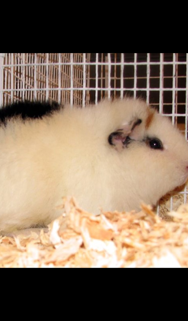 Guinea Pig Wallpaper HD Wallpapers of Guinea Pigs!Amazon.de