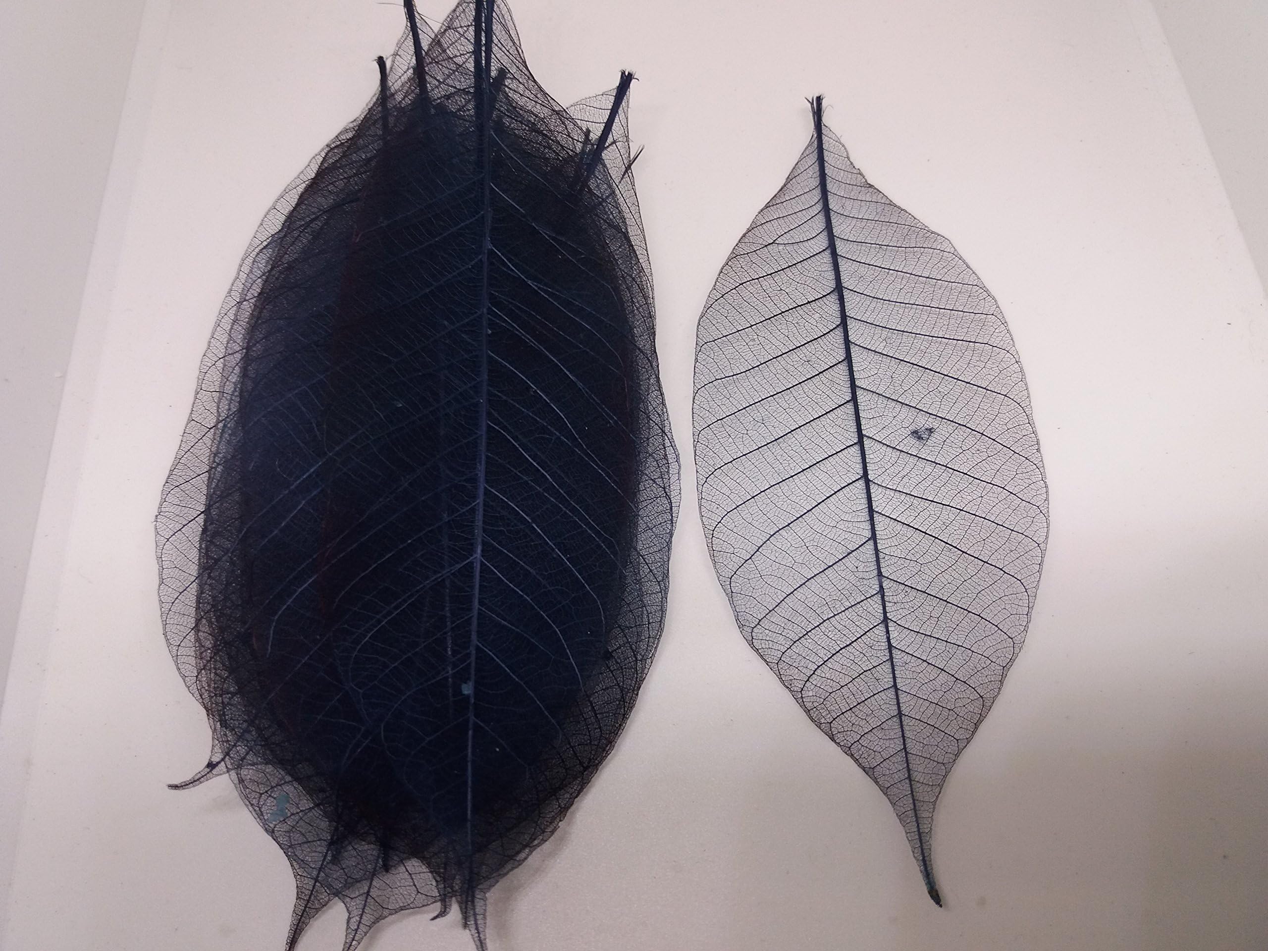 100x blue Natural Skeleton Leaves Rubber Tree Scrapbook Craft Wedding Decor