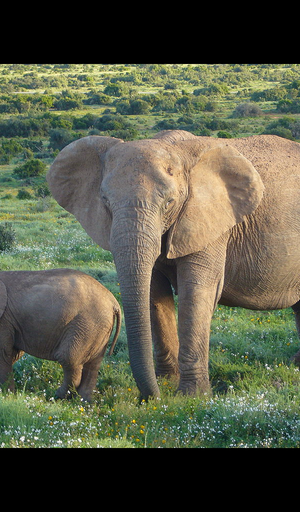 Amazon.com: Cute Elephant Wallpaper -- HD Wallpapers of Cute Elephants