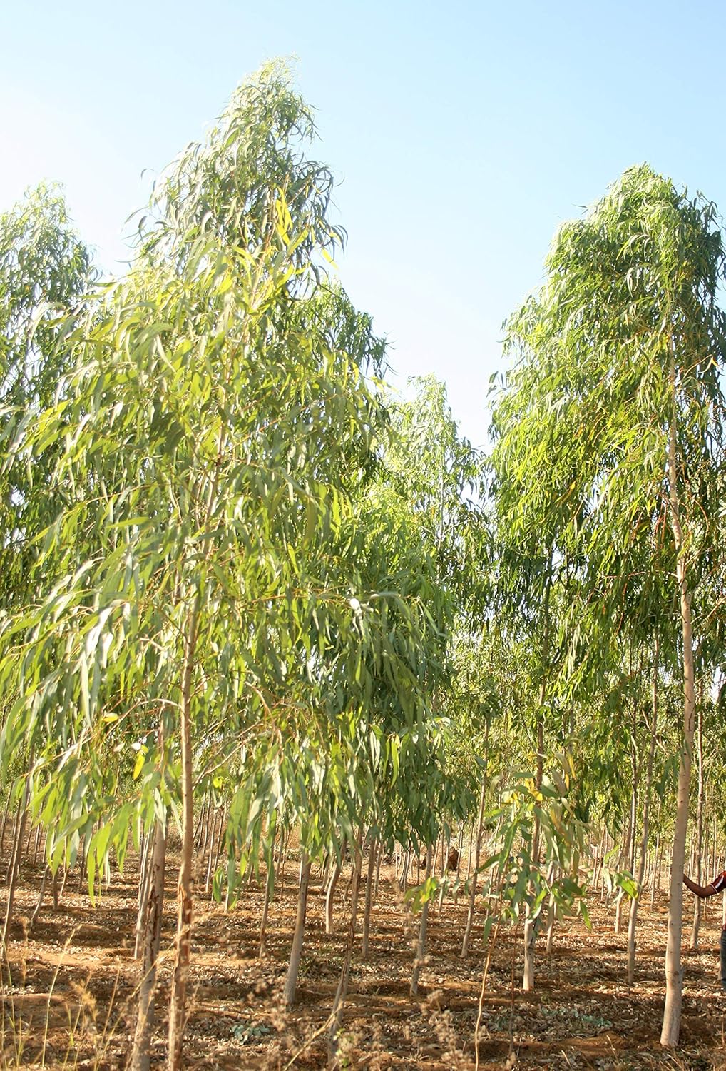 Eucalyptus Plant For Sale Near Me / Eucalyptus Plant Care
