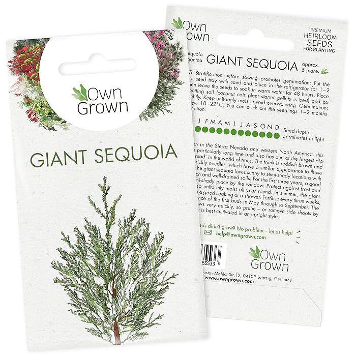 Buy Grow Your Own Bonsai Trees Premium Bonsai Seeds for Giant Sequoia