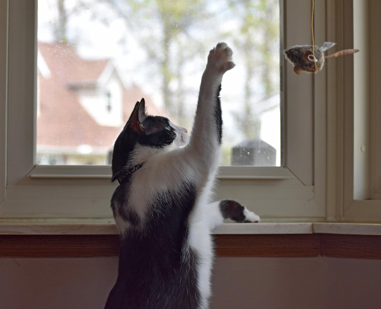 Pet Zone Our Pets Play-N-Squeak Batting Practice Cat Toy: Pet Supplies