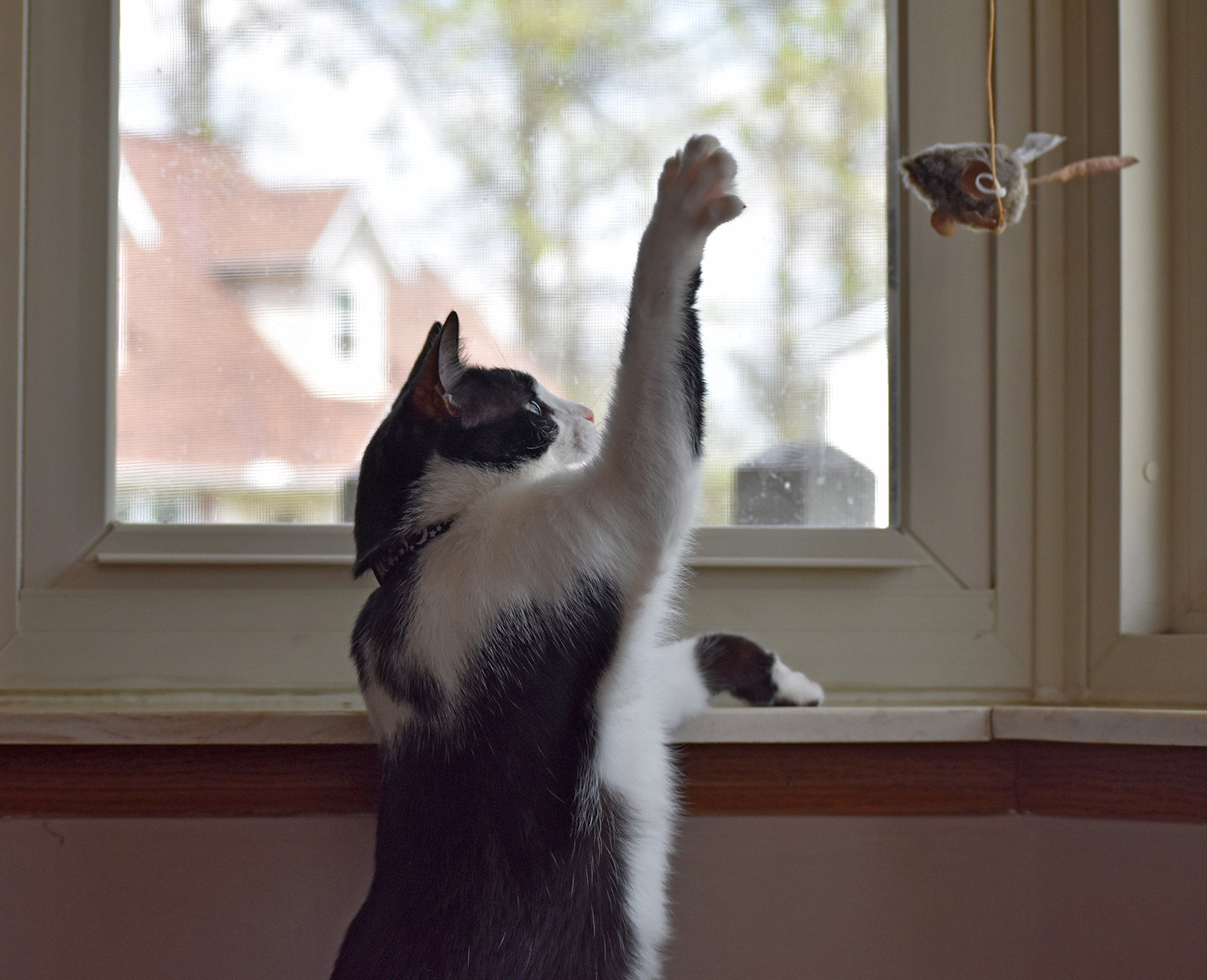 pet-zone-play-n-squeak-batting-practice-interactive-cat-toy-cat-toys