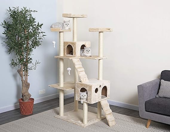 cat condominium