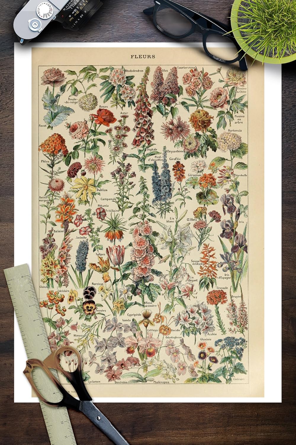 Amazon Com Assorted Flowers E Vintage Bookplate Adolphe Millot Artwork 82076 9x12 Art Print Wall Decor Travel Poster Posters Prints