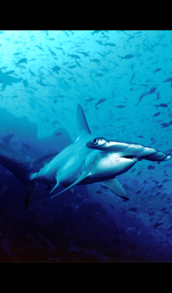 Hammerhead Shark Wallpaper &ndash; HD Wallpapers of Hammerhead Sharks