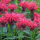 Gartenblumen