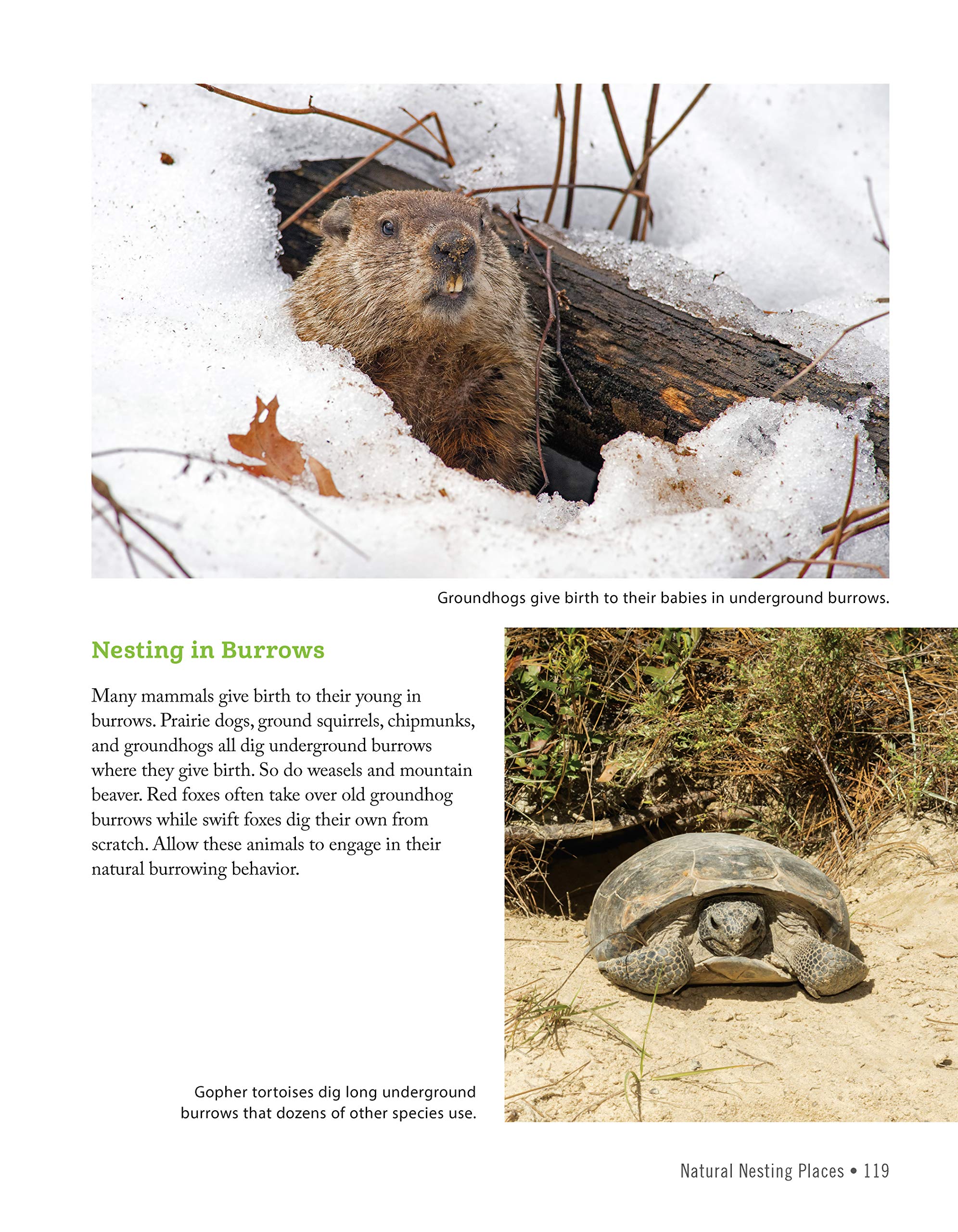 National Wildlife Federation(R): Attracting Birds, Butterflies, and Other Backyard Wildlife, Expanded Second Edition (Creative Homeowner) 17 Projects & Step-by-Step Instructions to Give Back to Nature National Wildlife Federation(R): Attracting Birds, Butterflies, and Other Backyard Wildlife, Expanded Second Edition (Creative Homeowner) 17 Projects & Step-by-Step Instructions to Give Back to Natur