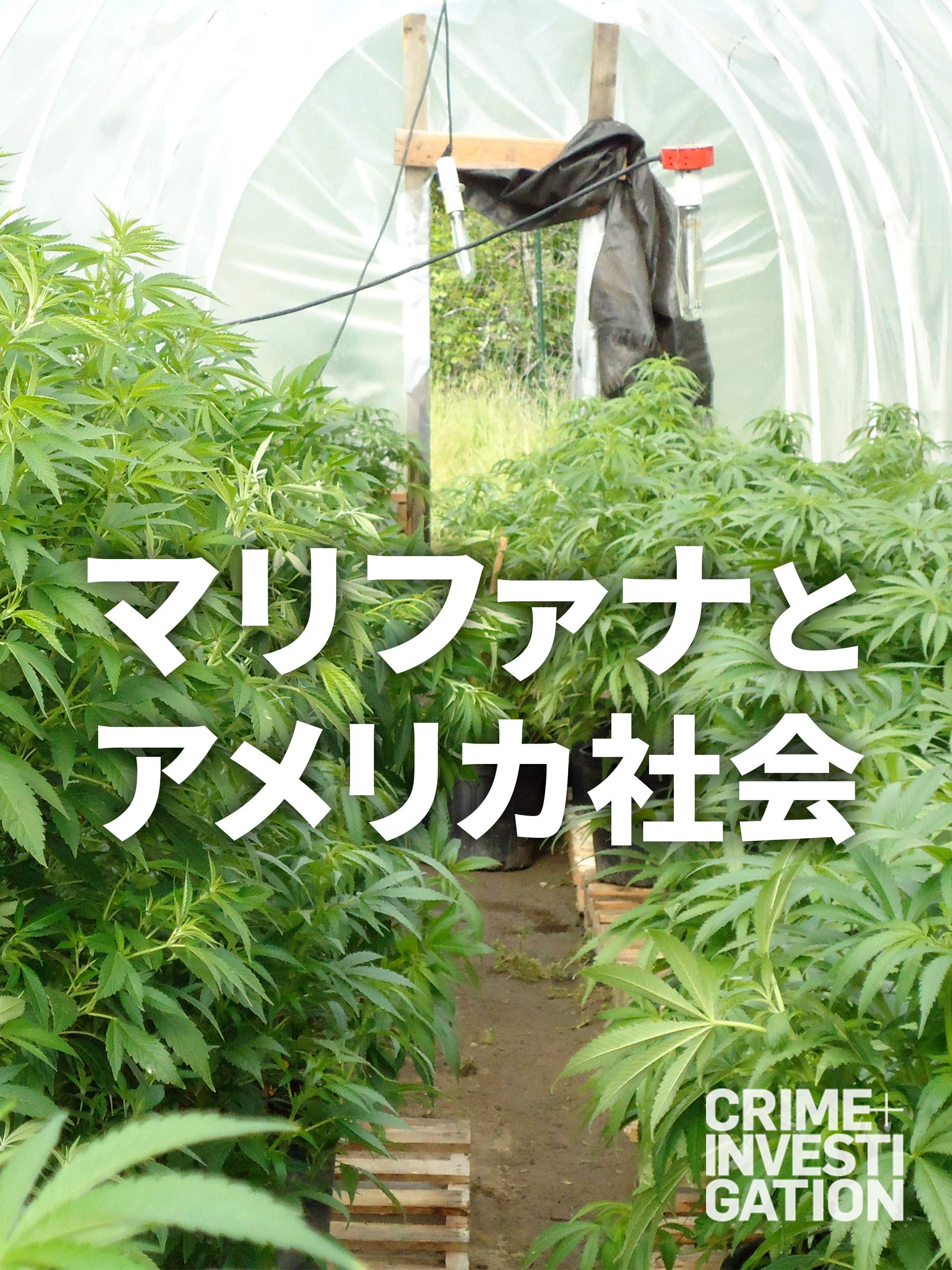 Amazon Co Jp マリファナとアメリカ社会 字幕版 を観る Prime Video