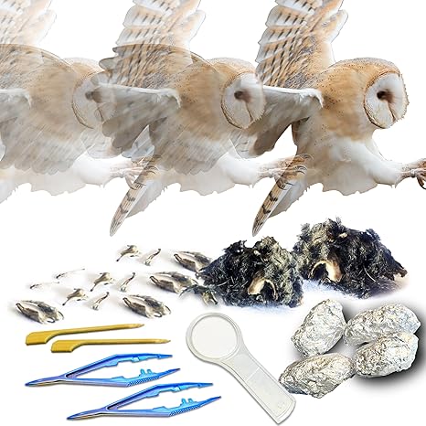 Amazon Com Amazing Owl Pellet Dissection Kit 6 Piece Owl Pellet Set For Science Lab Projects W Tweezers Magnifying Glass And Wooden Probes Ideal For Kids Class Projects Barn Owl Ebook