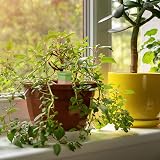 Relaxdays Self-Watering Spikes, 4x Clay Waterer for Indoor & Outdoor Plants view 2