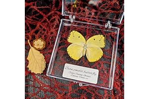 WEI-SECRET Real Taxidermy Butterfly - Butterfly Specimen Artwork Material Decor, Taxidermy Animals Transparent Box Multiple Choice (Yellow Butterfly Gift)