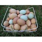 Fertile Hatching Eggs