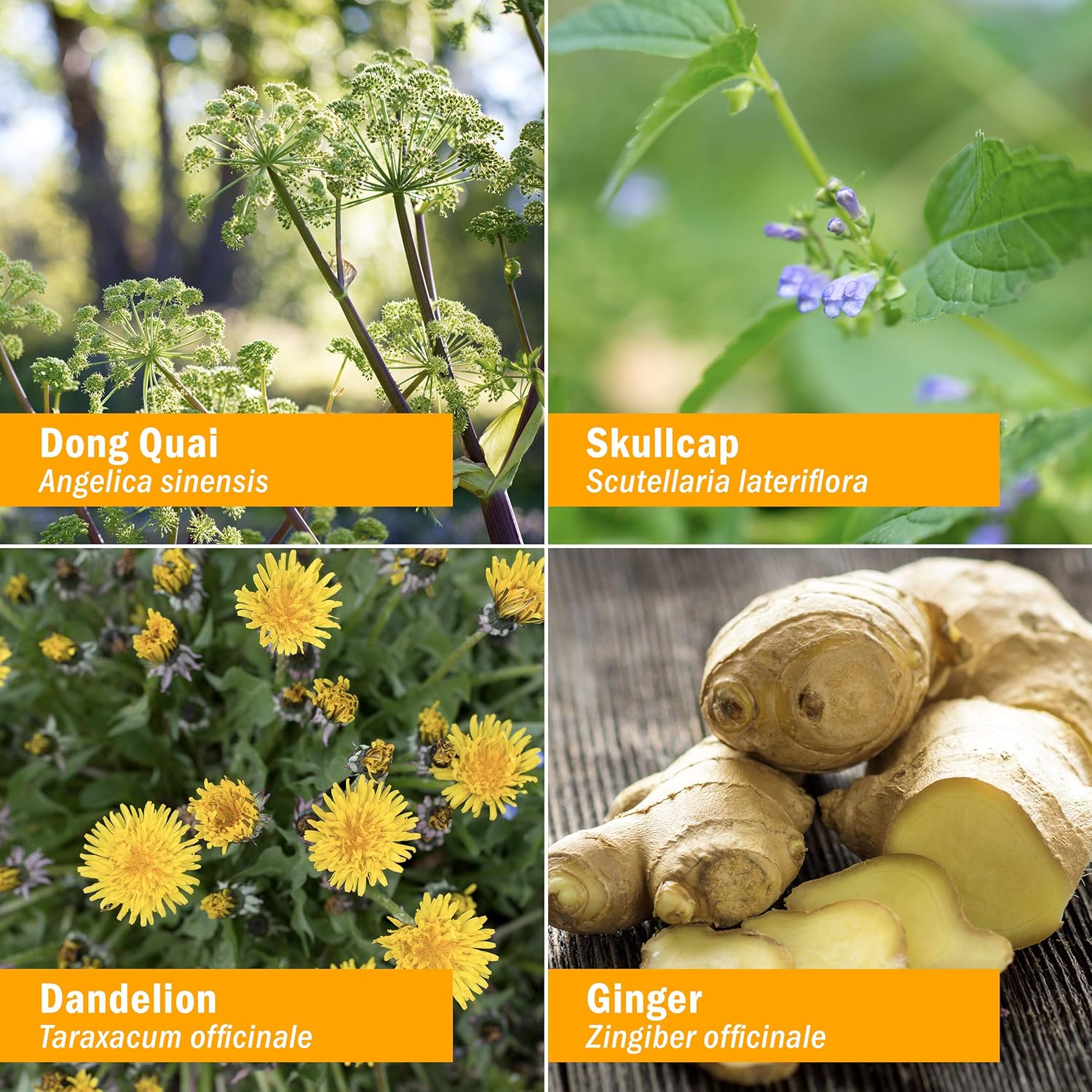 Herb Pharm PMS Comfort Liquid Herbal Formula for Support During Premenstrual Syndrome 1 Ounce