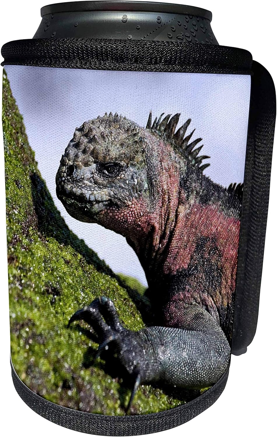 3dRose Danita Delimont - Galapagos Islands - Ecuador, Galapagos Islands, Marine Iguana - SA07 MGL0001 - Miva Stock - Can Cooler Bottle Wrap (cc_86268_1)