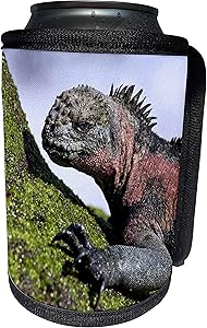 3dRose Danita Delimont - Galapagos Islands - Ecuador, Galapagos Islands, Marine Iguana - SA07 MGL0001 - Miva Stock - Can Cooler Bottle Wrap (cc_86268_1)