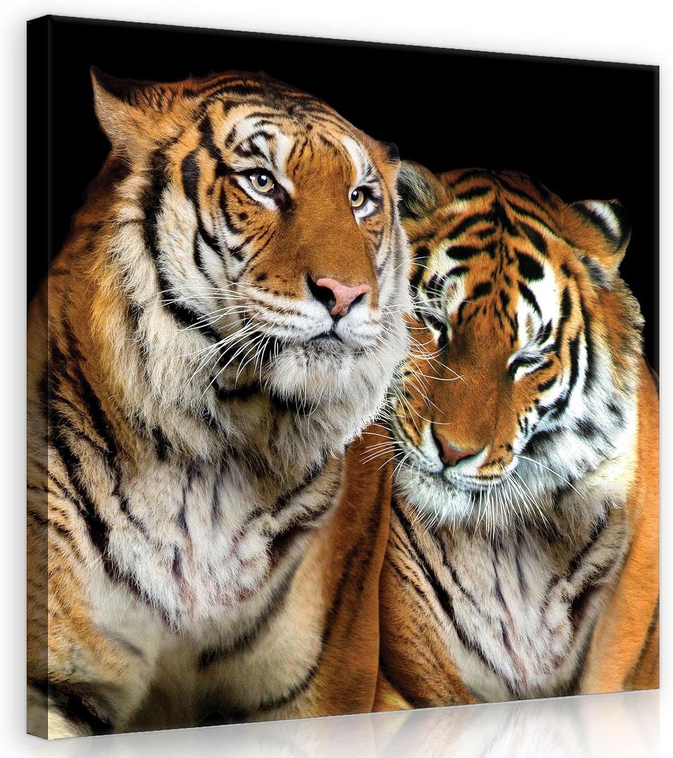 FORWALL Bilder Canvas Tiger O2 (80cm. x 80cm.) Leinwandbilder Wandbild