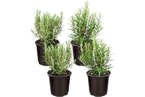 THE THREE COMPANY Live Aromatic and Edible Herb - Rosemary (4 Per Pack), Naturally Improves Breathing and Air Quality, 8" Tall by 3" Wide