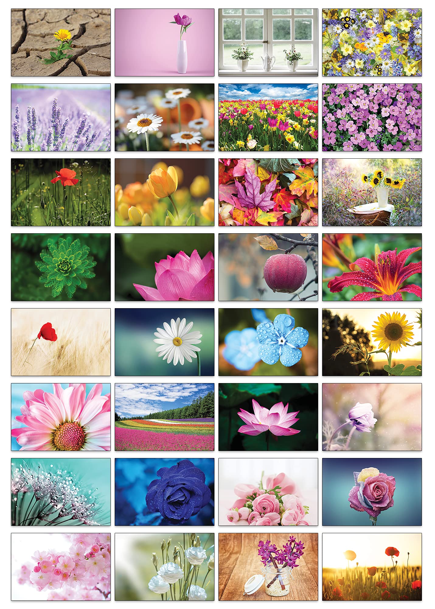 the lazy panda card company Nature Selection Postcards: 32 Different Postcards with different Natural Themes (Beautiful Flowers)
