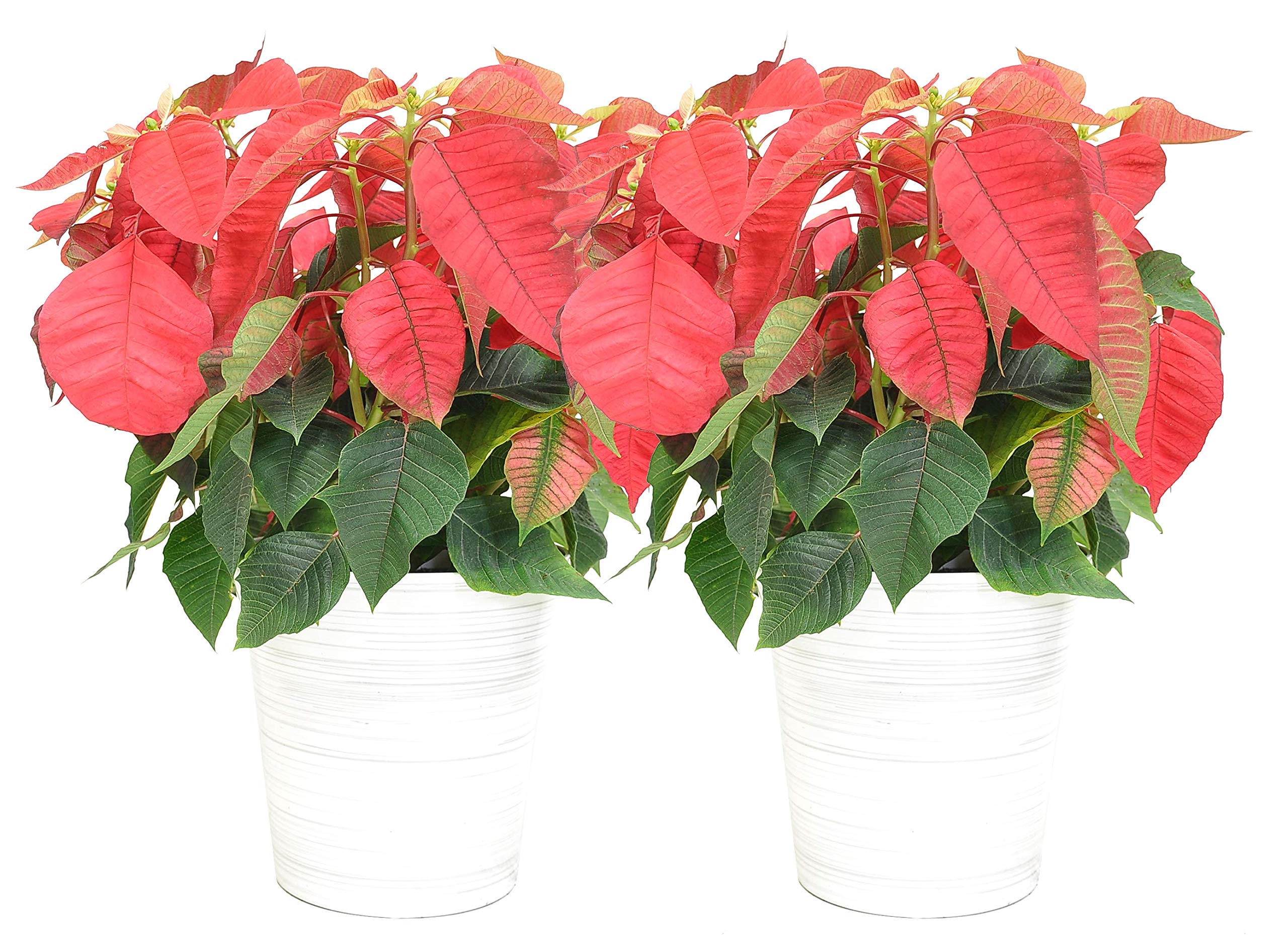 Costa Farms Poinsettia, 2-Pack, 2-Quart Red Live Poinsettia Houseplants in Decorative Burlap with Christmas Bows, Holiday Decoration, Christmas Gift or Room Décor