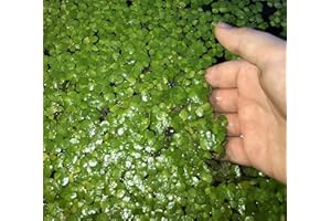 INNOD 40+ Giant Duckweed (Spirodela polyrhiza) Live Floating Plants for Aquarium or Pond