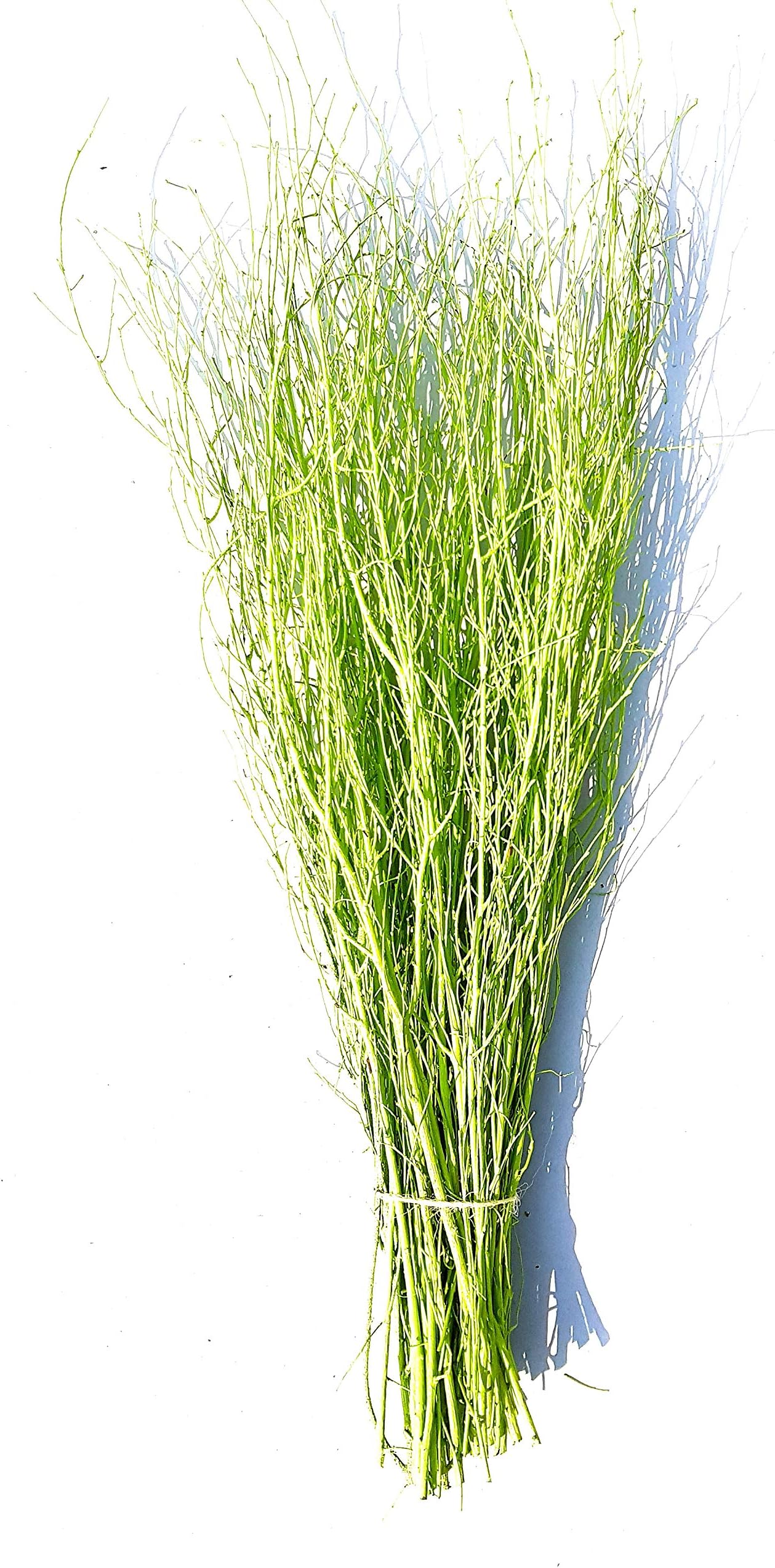 Decorative Coloured Birch Twigs and branches - Lime Green - 90cm's - 25 Stems
